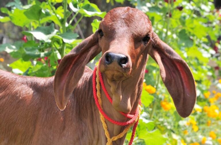 करनाल में पैदा हुई भारत की प्रथम क्लोन गिर गाय की बछड़ी