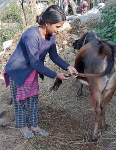 इगास बग्वाल पर गाय की पूजा करते हुए