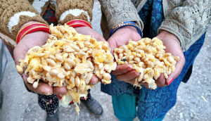 Malta fruit seeds