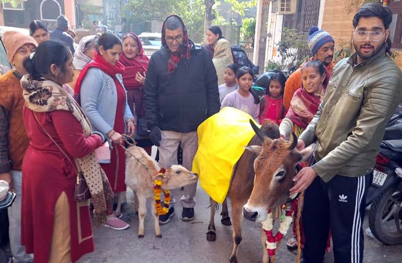 Badri Cow