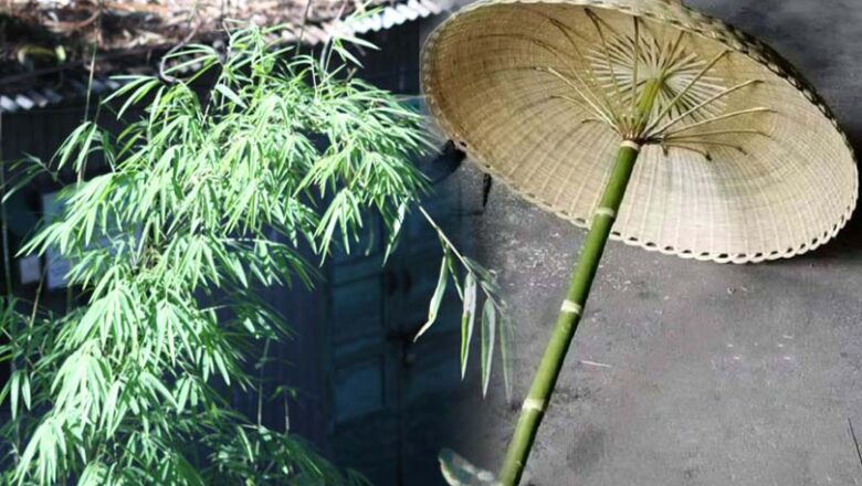 पर्वतीय क्षेत्रों में आजीविका का एक बड़ा स्रोत है रिंगाल!