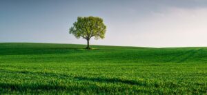 World Environment day