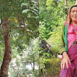 मां की वसीयत और मंदिर के पैय्यां का पेड़
