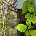 जनपद चमोली में पहली बार उगाया गया गरुड़ फल (Radermachera xylocarpa)