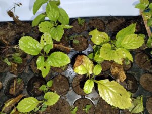 गरुड़ फल Radermachera xylocarpa