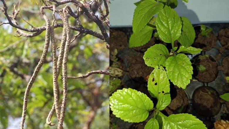 जनपद चमोली में पहली बार उगाया गया गरुड़ फल (Radermachera xylocarpa)