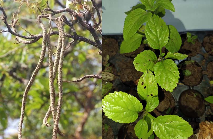 गरुड़ फल Radermachera xylocarpa