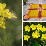 पहाड़ों में प्रकृति, परम्परा, पवित्रता का पर्व- बसंत पंचमी