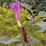 बहु उपयोगी और औषधीय गुणों से भरपूर है काला धतूरा