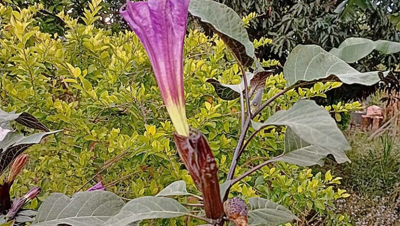 बहु उपयोगी और औषधीय गुणों से भरपूर है काला धतूरा