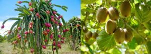 dragon_fruit and kiwi