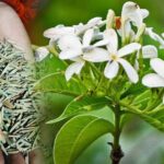 कुटज (इंद्र जौ) की खेती: कम लागत में लाखों की आय देने वाला आयुर्वेदिक खजाना