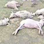 मोरी उत्तरकाशी में आकाशीय बिजली का कहर: एक दर्जन से अधिक भेड़-बकरियों की मौत