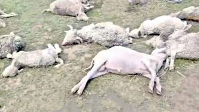 मोरी उत्तरकाशी में आकाशीय बिजली का कहर: एक दर्जन से अधिक भेड़-बकरियों की मौत
