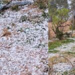 ओलावृष्टि से उत्तरकाशी की यमुना घाटी में फसलों को भारी नुकसान, गंगोत्री-हर्षिल में बर्फबारी