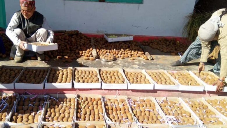 बागेश्वर में रिवर्स माइग्रेशन की मिसाल: आधुनिक कृषि और कीवी खेती से पलायन पर लगाम, बढ़ी किसानों की आय