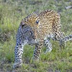 बड़कोट में फिर दिखा गुलदार, दो जगहों पर दस्तक से दहशत- वन विभाग से कार्रवाई की मांग