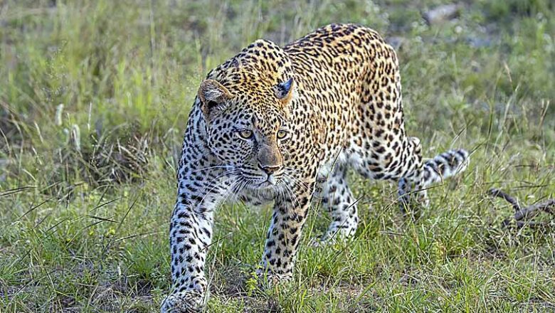 बड़कोट में फिर दिखा गुलदार, दो जगहों पर दस्तक से दहशत- वन विभाग से कार्रवाई की मांग