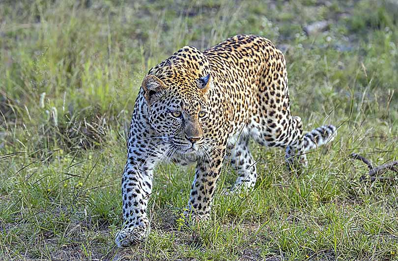 Leopard in Barkot Uttarkashi