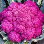 बागेश्वर मॉडल: गुलाबी गोभी की खेती से बढ़ रही किसानों की आय, जानें कैसे करें शुरुआत