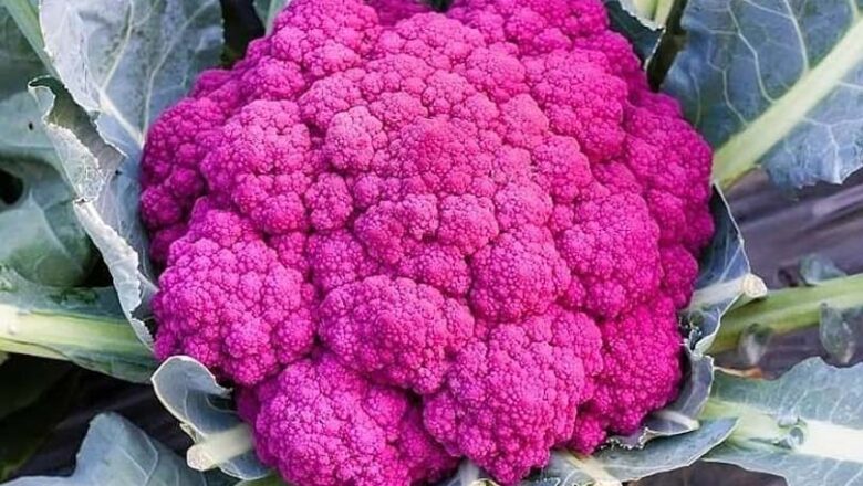 बागेश्वर मॉडल: गुलाबी गोभी की खेती से बढ़ रही किसानों की आय, जानें कैसे करें शुरुआत