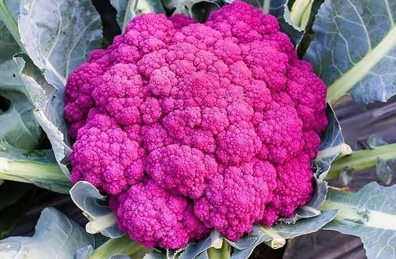 pink-cauliflower-farming