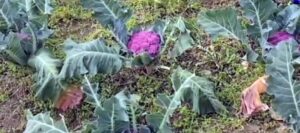 pink-cauliflower-farming