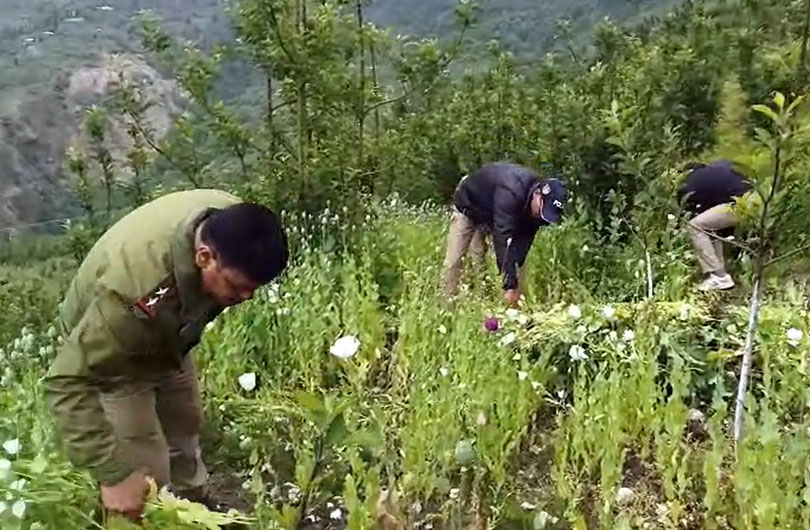 Afim ki kheti Opium Farming