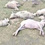 चांगसील बुग्याल में आकाशीय बिजली का कहर, 150 से अधिक भेड़-बकरियों की मौत