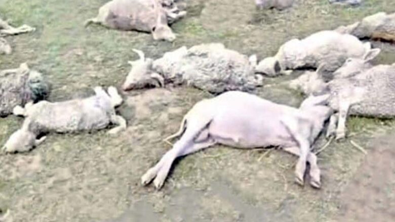 चांगसील बुग्याल में आकाशीय बिजली का कहर, 150 से अधिक भेड़-बकरियों की मौत