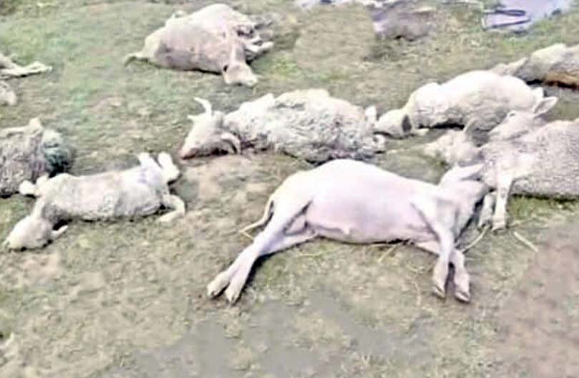 150 sheep and goats killed