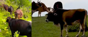 Badri Cow