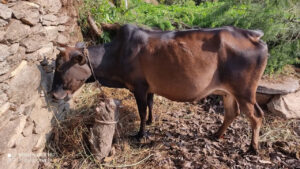Badri Cow