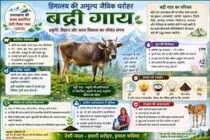 Badri Cow