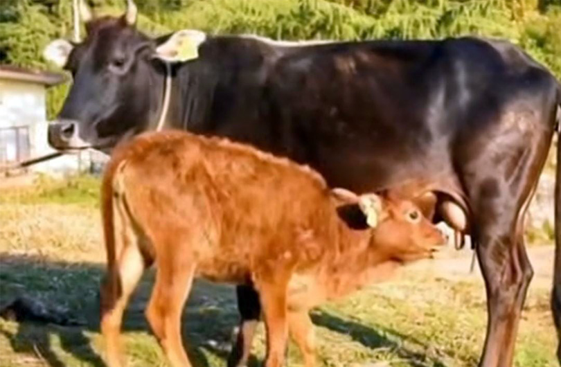 Badri Cow