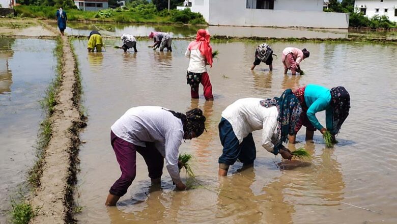 फिर महकेगी दून बासमती की खुशबू: 160 किसानों ने संभाली विरासत बचाने की जिम्मेदारी