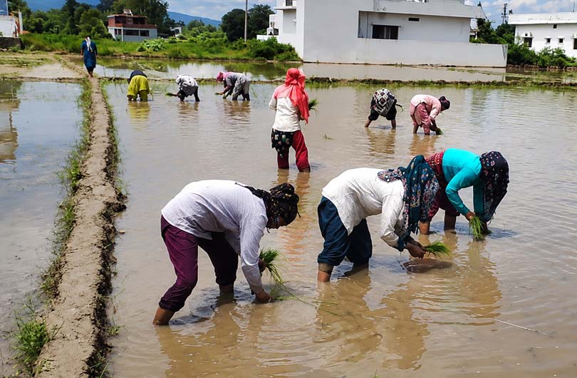 Basmati Rice Production in uttarakhand