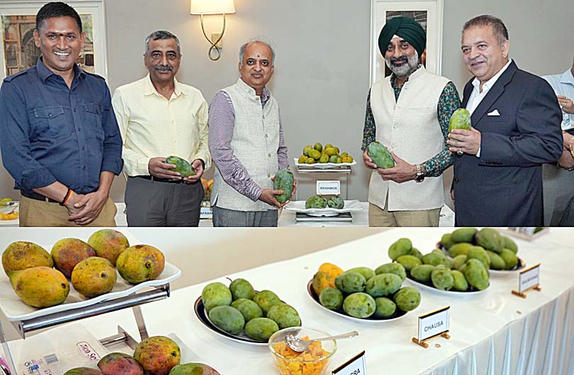 Mango Fesitval