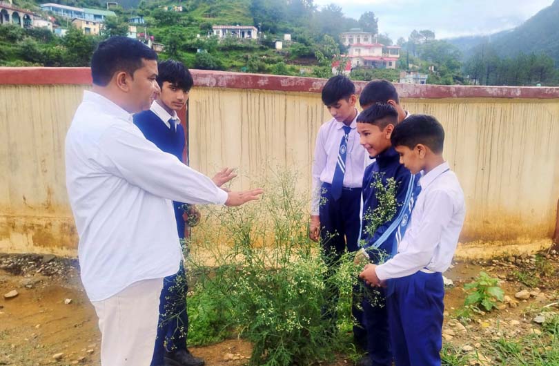 Parthenium hysterophorus
