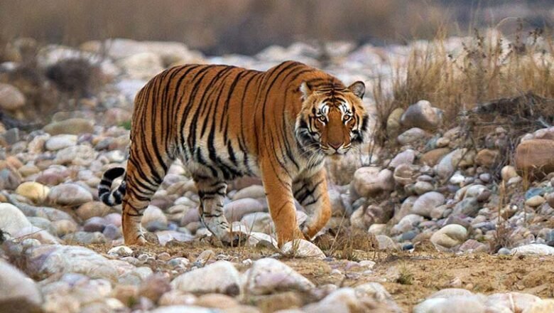 कॉर्बेट नेशनल पार्क के 90 साल: भारत के पहले नेशनल पार्क की अनसुनी कहानी और गौरवशाली इतिहास