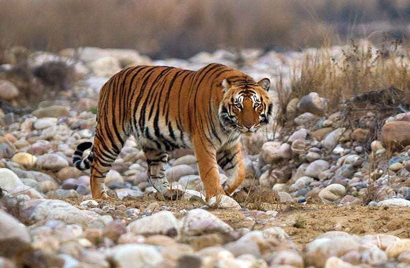 Bengal-Tiger_Corbett_