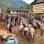 ऊन कटाई पर्व: देवक्यारा बुग्याल से लौटीं भेड़-बकरियां, ढोल-दमाऊं और तांदी नृत्य से जीवंत हुई लोक संस्कृति