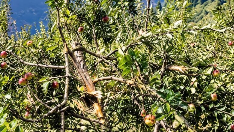 भालुओं का बढ़ता आतंक: सेब बागानों में तबाही, वनकर्मी पर हमला