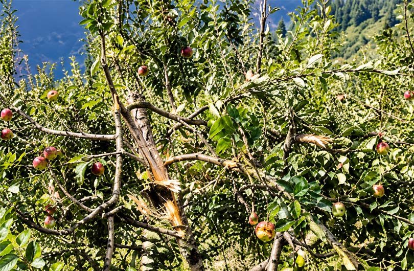 Apple Garden