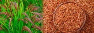 Red Rice Farming