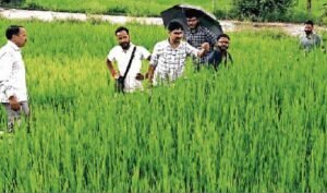 Red Rice Farming
