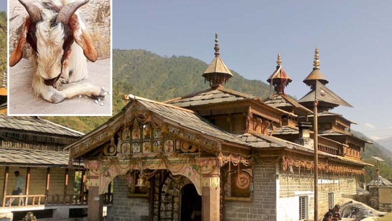 हनोल: बकरा चढ़ाने की परंपरा खत्म; जटा नारियल होगा अर्पित
